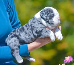 Rare colored bulldogs‏ @rarecolorbdogs 28 сент. Merle Bulldog Baby Animals Cute Animals Cute Baby Animals