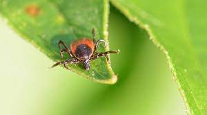 Zu den natürlichen abwehrmitteln gegen zecken und flöhe beim hund zählen zum beispiel ätherische öle oder der gute alte flohkamm. Teebaumol Gegen Zecken