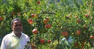 Rootstock for plum giving a tree vigour weaker than st. Himachal Farmers Switch From Apple To Pomegranate Production To Combat Effects Of Climate Change