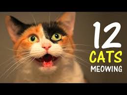 12 Cats Meowing Loudly Make Your Cat Go Crazy 2 0 Hd Youtube Cat Noises Cats Cat Vs Dog