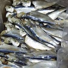 Cari produk kerupuk lainnya di kerupukikantamban.com. Ikan Tamban