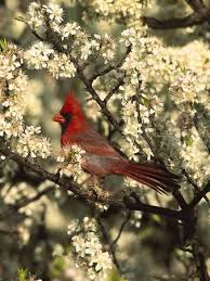 Birds Native To Virginia Beach Virginia State Bird State Birds Cardinal Birds Northern Cardinal