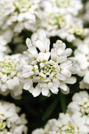 Perennial Solutions Iberis Sempervirens Whiteout Greenhouse Product News