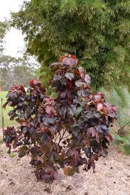 Image result for Acalypha polymorpha
