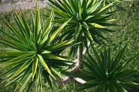 Check spelling or type a new query. How To Grow And Care For Yucca Plants Garden Design