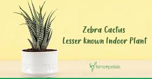 Zebra cactus plant, inside or outside? Zebra Cactus Lesser Known Indoor Plant Ferns N Petals