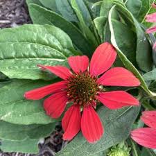 Image result for Pentas purpurea