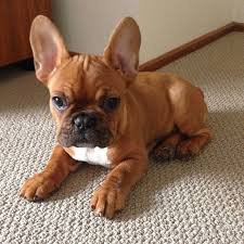 A wide variety of french bulldog price options are available to you, such as material, feature, and apparel & accessory type. Red French Bulldog Puppy Bulldog Puppies French Bulldog Puppies French Bulldog Dog