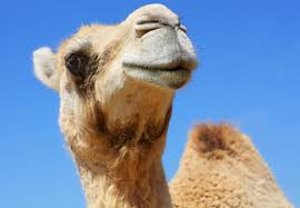 Book at exotic, porto cesareo. 10 Uncomfortably Odd Stories Of Exotic Pets Listverse