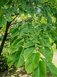 Image result for Eschenbachia ulmifolia