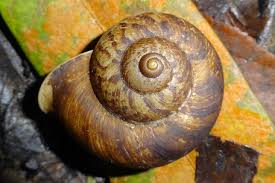 Image result for Cyclosorus molundensis