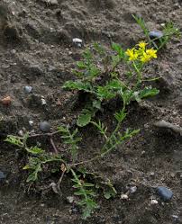 Image result for Rorippa nudiuscula