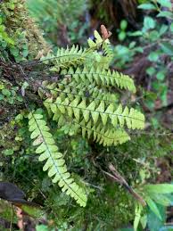 Image result for Grammitis cryptophlebia