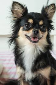 Pomeranian Chihuahua Mix Black And Brown Black Chihuahua Is Sitting On The Bed And Happily Smiley Chihuahua Puppies Chihuahua Dogs Chihuahua