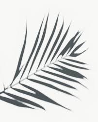 Download 260+ royalty free palm shadow transparent vector images. Download Premium Png Of Shadow Of Palm Leaves On A White Wall 557627 Palm Tree Photography Leaf Photography Palm Leaves