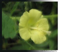 Image result for Pavonia burchellii