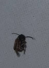 Check spelling or type a new query. Tiny Bugs In Kitchen