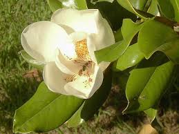 Image result for Mechowia grandiflora