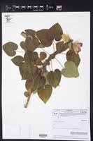Image result for Pavonia leptocalyx