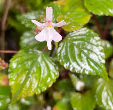 Image result for Impatiens bequaertii