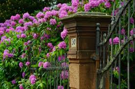 Es gibt hier verschiedene möglichkeiten zu schneiden. Rhododendron Schneiden Gartenrevue De