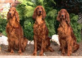 They are taught alphabets and relate them with their surroundings. Irish Setter Coloring Pages To Print Irish Setter Dogs Irish Setter Irish Terrier