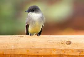 Black Bird With Yellow Belly Wild Birds Unlimited Photo Share Gray Bird With A Black Bill And Yellow Belly Wild Birds Unlimited Bird Wild Birds