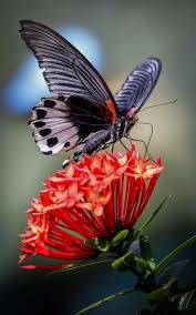 Pin De Christina Henne Em Petals Wings Fotos De Borboletas Natureza Animais Coloridos