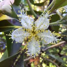 Image result for Lophostemon confertus