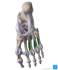 Palmar interossei muscles (musculi palmares interossei) palmar interossei are short unipennate intrinsic muscles of the hand. Plantar Interossei Origin Insertion And Function Kenhub