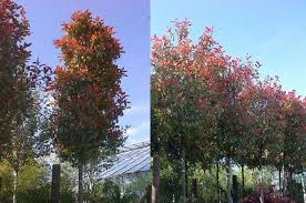 Combine photinia standard trees with. Pin On Landscape Plants