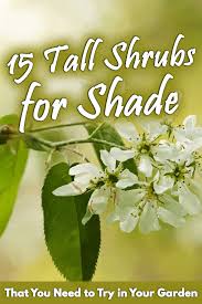 For zone 7, which stretches from virginia through tennessee and oklahoma to northern arizona, the winter temperature ranges from 0 to 20 degrees fahrenheit. 15 Tall Shrubs For Shade That You Need To Try In Your Garden Garden Tabs