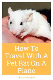 How To Travel With A Pet Rat On A Plane Guide Rodent Friends Pet Rats Pets Rats