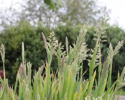 Image result for Holcus