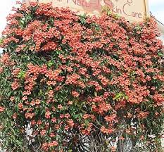 Image result for Bignonia capreolata