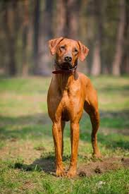 This is the price you can expect to budget for a rhodesian ridgeback with papers but without breeding rights nor show quality. Rhodesian Ridgeback Price A Buyer S Guide