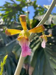 Image result for Eulophia horsfallii