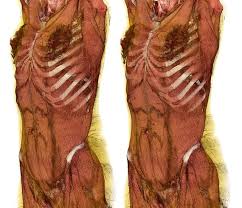 The rib cage is the arrangement of ribs attached to the vertebral column and sternum in the thorax of most vertebrates, that encloses and protects the vital organs such as the heart, lungs and great vessels. Female Torso Female Torso Human Anatomy Anatomy For Artists