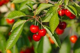 Fruit Trees For Zone 7 Gardens Choosing Fruit Trees That