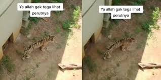 Jul 02, 2021 · tribunjabar. Ini Penjelasan Pihak Kebun Binatang Jatim Soal Harimau Viral Karena Kurus Merdeka Com