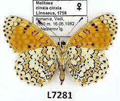 Image result for Melitaea cinxia