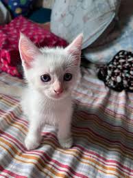 Rehoming female bigbone persian cat