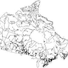 The Distribution Of P Australis In Canada This Map Is Based On Download Scientific Diagram
