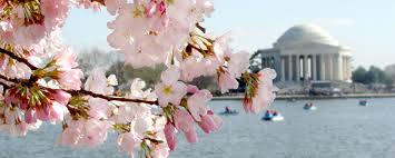 What to Know About the Cherry Blossoms in Washington, DC