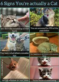 6 Signs You Re Actually A Cat Funny Meme Animal Memes Cat Memes Cats