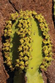 Image result for Blepharis swaziensis