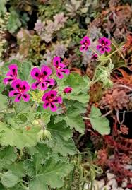 Image result for Pentas schumanniana
