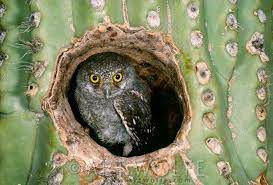 The owl's ability to avoid elf owls rely on desert cacti and the trees in wooded canyons for nesting. Elf Owlet Sitting In A Saguaro Cactus Arizona Usa These Are The World S Lightest Owls Elf Owl Owl Pictures Wild Birds