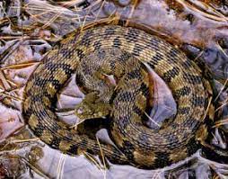 Diamondback Water Snake Images Snake Snake Facts Snake Images