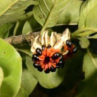 Image result for Turraea robusta